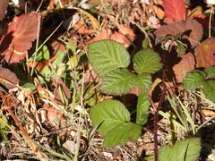 Rubus armeniacus