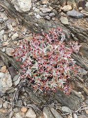 Crassula deltoidea