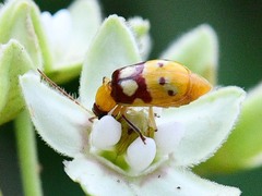 Paranapiacaba connexa