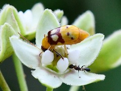 Paranapiacaba connexa