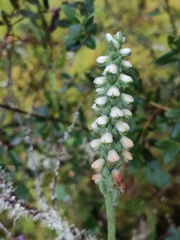 Gomphichis