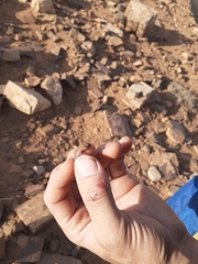 Saurodactylus harrisii