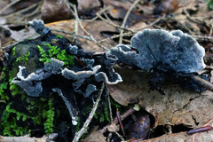 Thelephora cuticularis