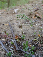 Cerastium semidecandrum