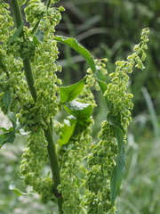 Rumex crispus