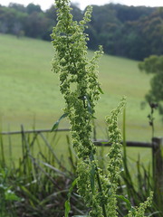 Rumex crispus