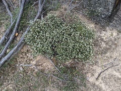 Spyridium parvifolium