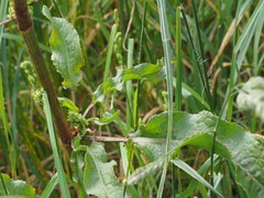 Rumex crispus