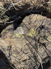 Acarosporaceae