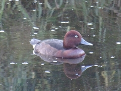 Aythya nyroca