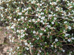 Spyridium parvifolium
