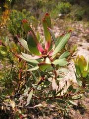 Leucadendron