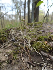 Holosteum umbellatum