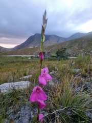 Disa racemosa