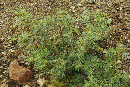 Alexandrian Senna