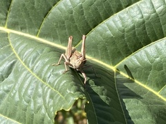 Melanoplus yarrowii