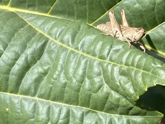 Melanoplus yarrowii
