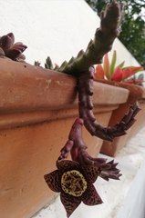 Caralluma
