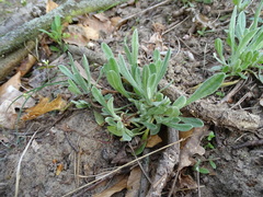 Helichrysum arenarium