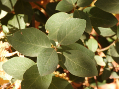 Frangula californica