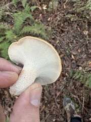 Polyporus decurrens