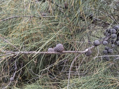 Allocasuarina luehmannii