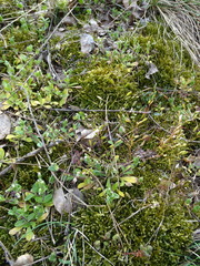 Draba verna