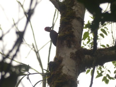 Campephilus haematogaster