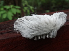 Megalopyginae