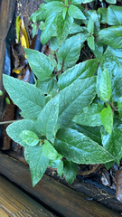 Persicaria chinensis