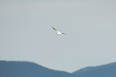 Sterna hirundinacea
