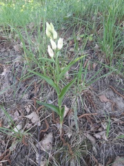 Cephalanthera damasonium
