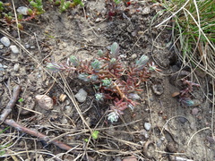 Petrosedum rupestre