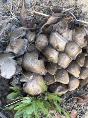 Clitocybe brunneocephala