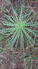 Cirsium horridulum