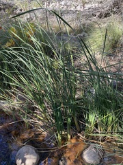 Typha domingensis