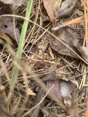 Xysticus