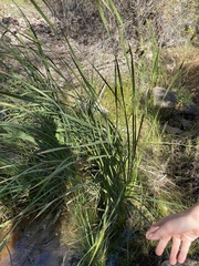 Typha domingensis