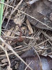 Xysticus