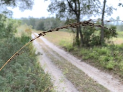 Sorghastrum elliottii