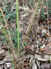 Sorghastrum elliottii