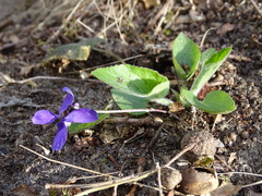 Viola hirta
