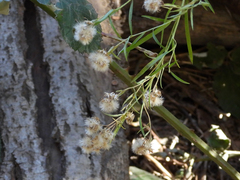 Baccharis salicifolia