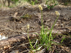 Carex ericetorum
