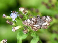 Chiomara georgina