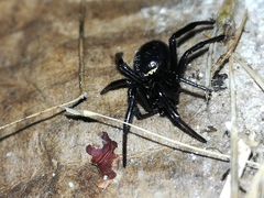 Steatoda paykulliana