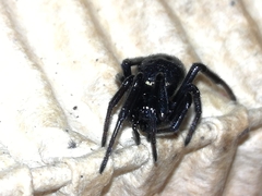 Steatoda paykulliana