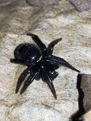 Steatoda paykulliana