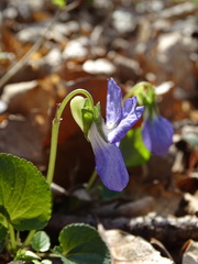 Viola riviniana