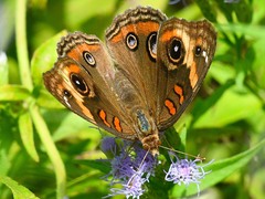Junonia